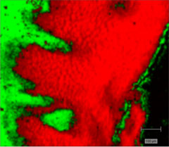 StreamLine image of oesophageal tissue