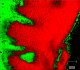 StreamLine image of oesophageal tissue