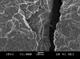 SEM image of wire fracture