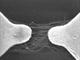 SEM image of carbon nanotubes