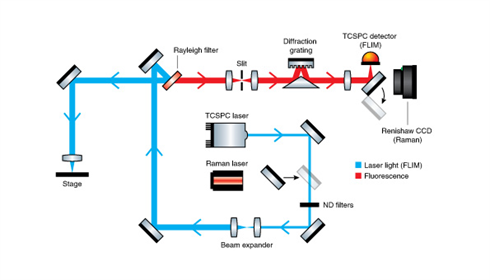 Fluorescence lifetime imaging microscopy (FLIM) diagram