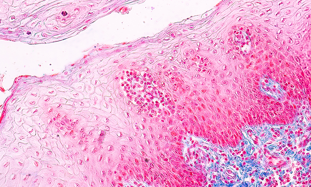 Cellule della lingua al microscopio