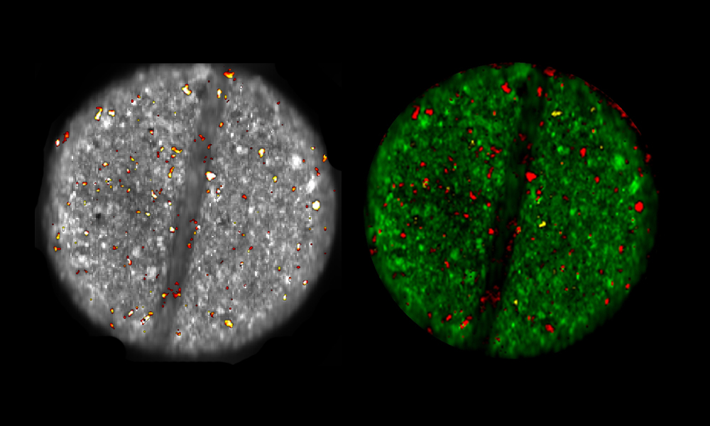 Raman image of an ecstasy tablet