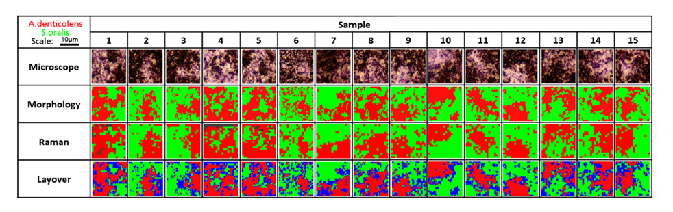 Raman images of Biofilms chart