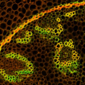 FLIM image from a Convallaria majalis sample captured using a FLIM system integrated onto an inVia microscope.