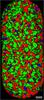 Raman image showing component distribution of multiple drug species in an analgesic tablet.