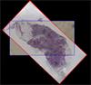 食管切片的关联染色图像和拉曼图像