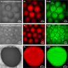 White light and StreamLine Raman images of fusidic acid (FA) and polymers (PLGA, PLLA, and PHBV)