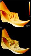 Raman images of rat mandible