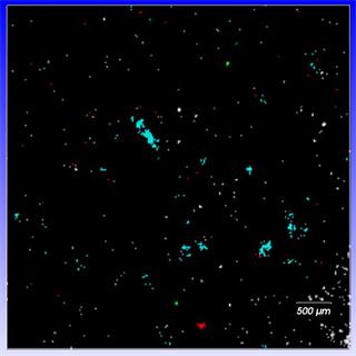 StreamLine Raman image showing particle distribution