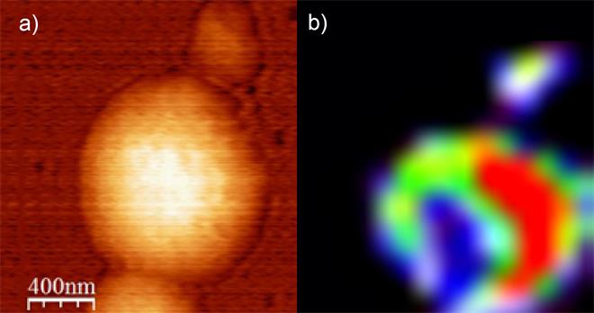 AFM topography image (A) and TERS image (B) of carbon nanotubes